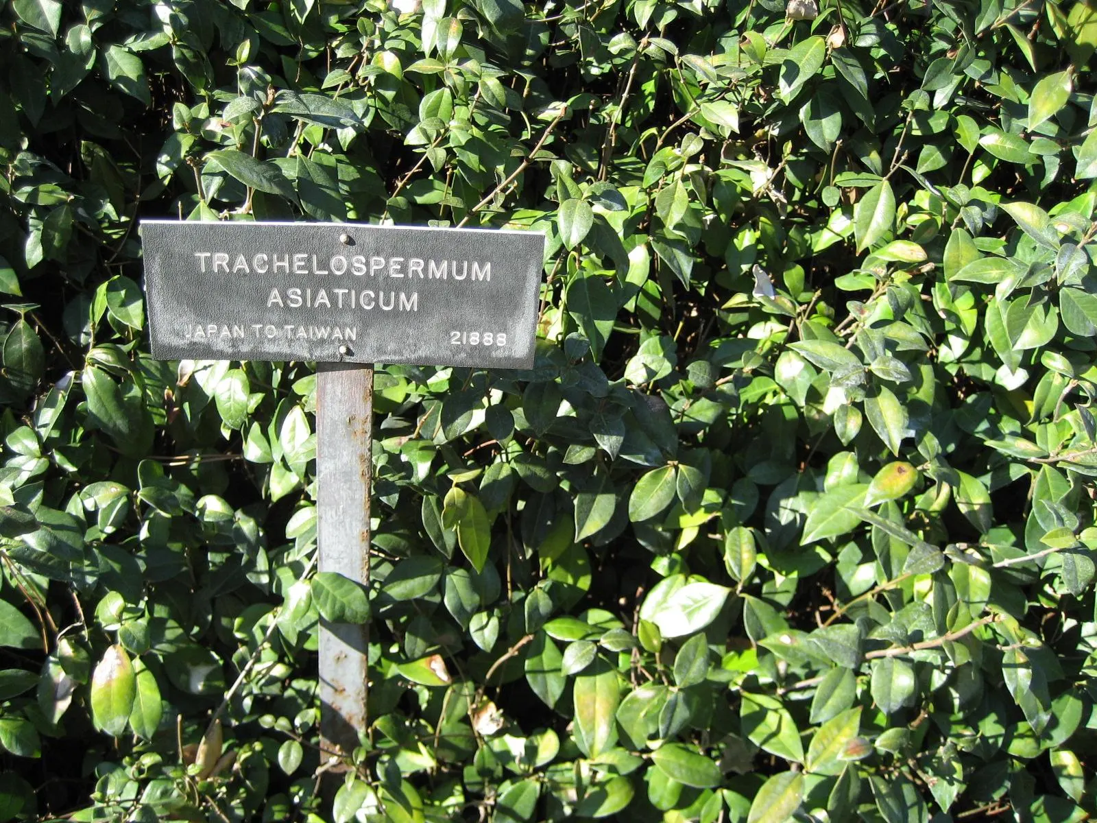 Yellow Star Jasmine (Trachelospermum Asiaticum) — is an evergreen vine appreciated for its fragrant