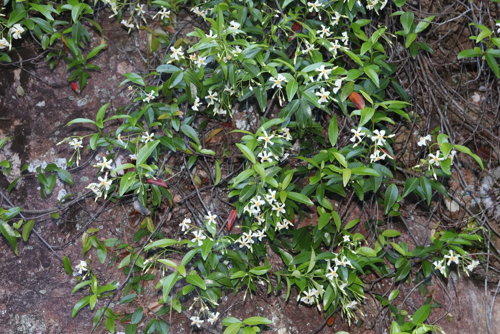 Yellow Star Jasmine (Trachelospermum Asiaticum) — commonly called Yellow Star Jasmine; it performs well in full sun to partial shade and prefers well-drained