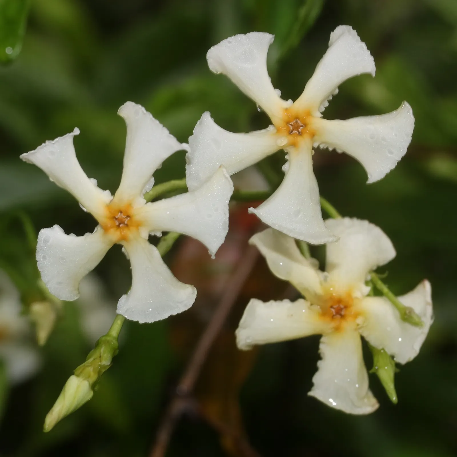 Yellow Star Jasmine (Trachelospermum Asiaticum) — commonly called Yellow Star Jasmine