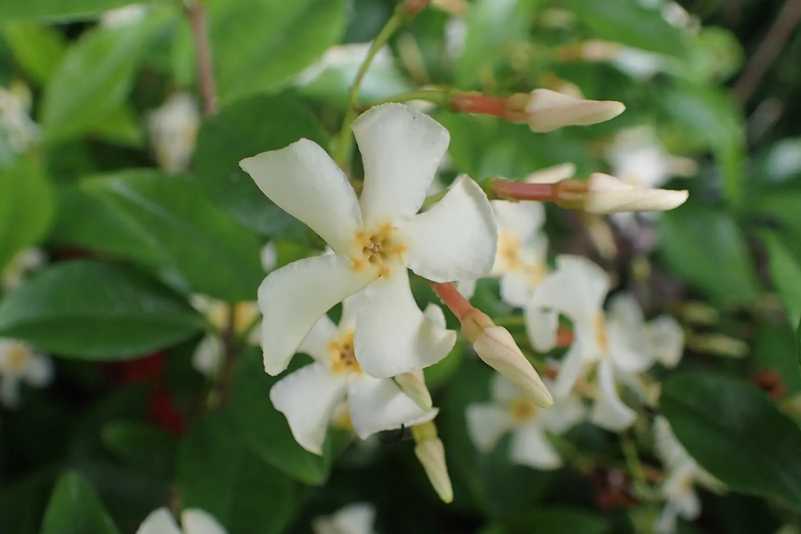 Yellow Star Jasmine (Trachelospermum Asiaticum) — This hardy plant thrives in USDA zones 7b to 10, reaching up to 9 ft tall and 5 ft wide