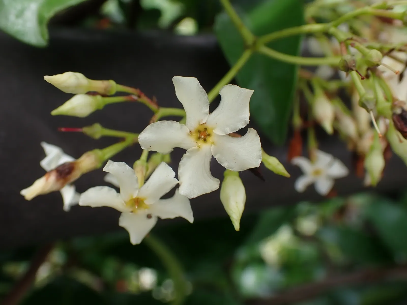 Yellow Star Jasmine (Trachelospermum Asiaticum) — white and yellow flowers in the garden