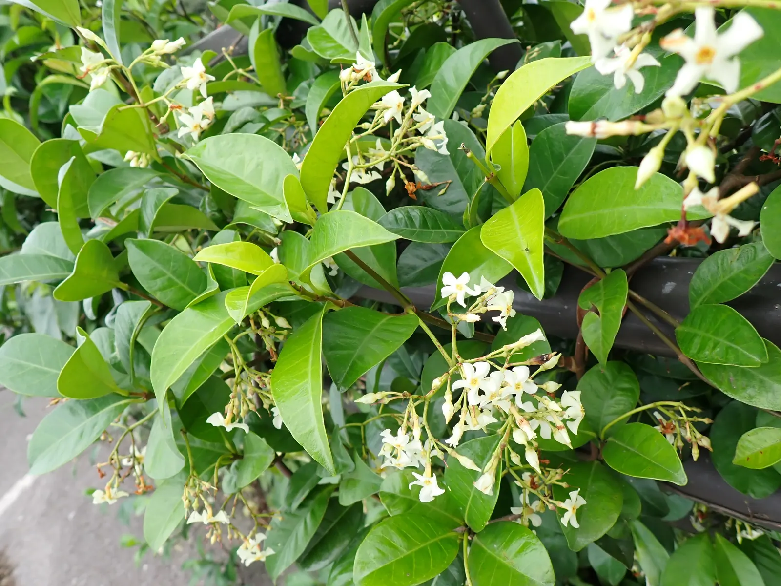Yellow Star Jasmine (Trachelospermum Asiaticum) — offering year-round interest with minimal maintenance