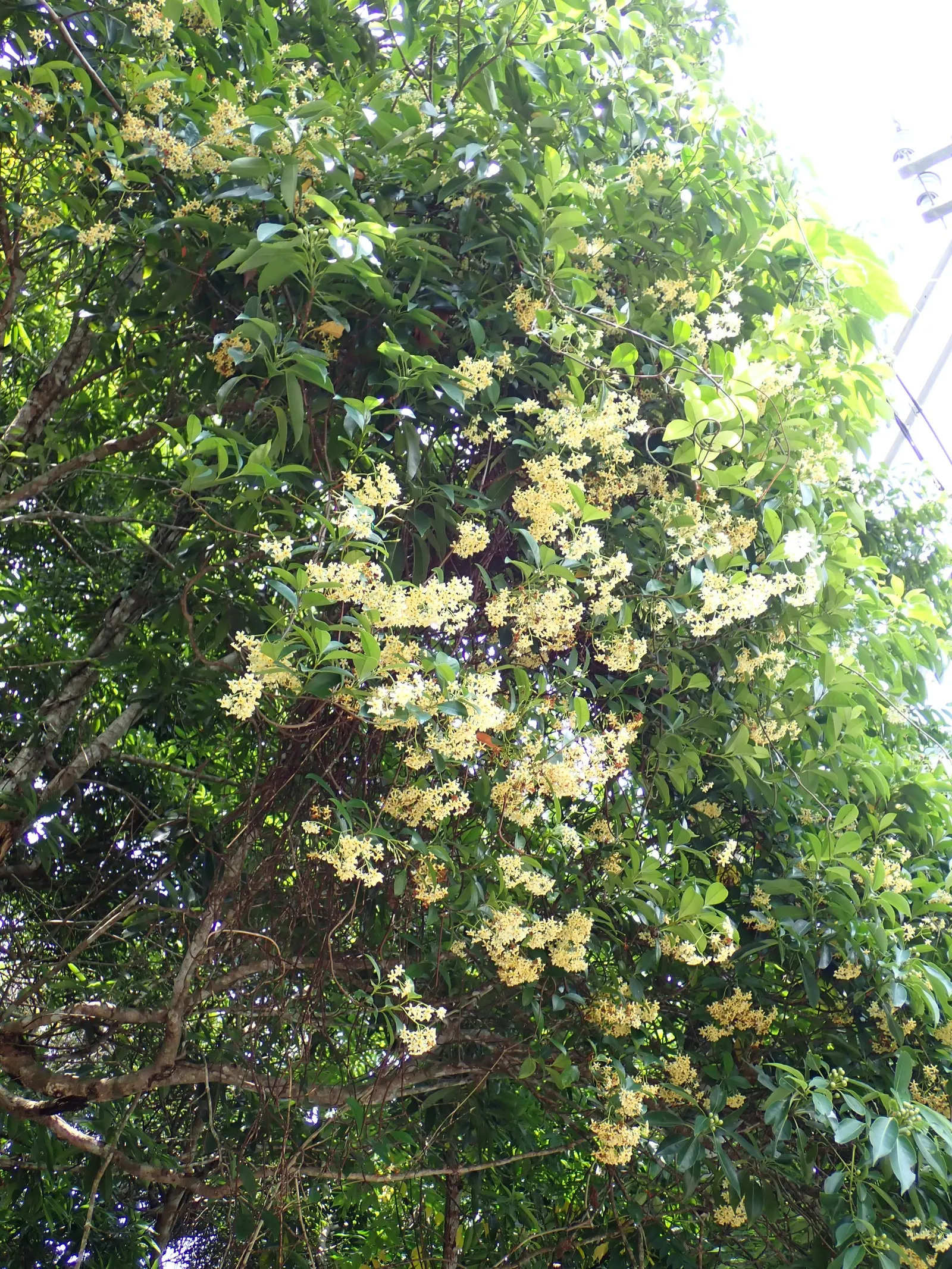 Yellow Star Jasmine (Trachelospermum Asiaticum) — dark green hue that contrasts beautifully with its clusters of fragrant; typically from late spring into