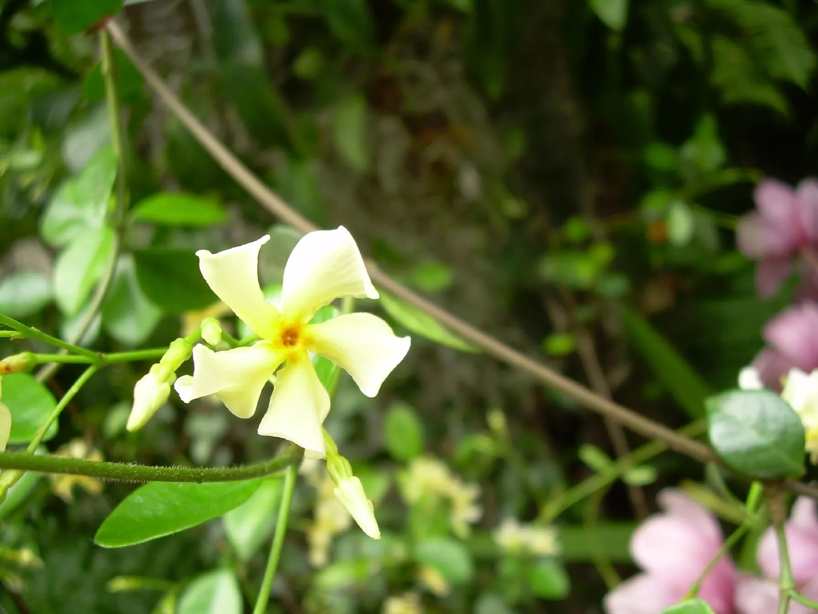 Yellow Star Jasmine (Trachelospermum Asiaticum) — leathery leaves are small to medium in size; this hardy plant thrives in USDA zones 7b to 10, reaching up to