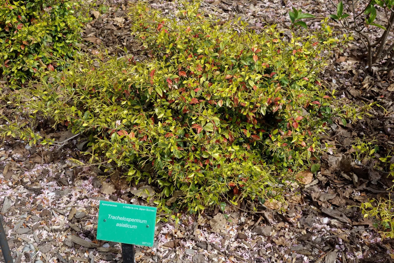 Yellow Star Jasmine (Trachelospermum Asiaticum) — Yellow Star Jasmine is perfect for trellises; this hardy plant flourishes in USDA hardiness zones 7b through