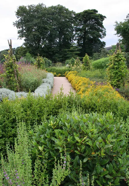 Yellow Lavender Cotton (Santolina Pinnata) — feathery foliage stretching up to 2 feet tall with a similar spread
