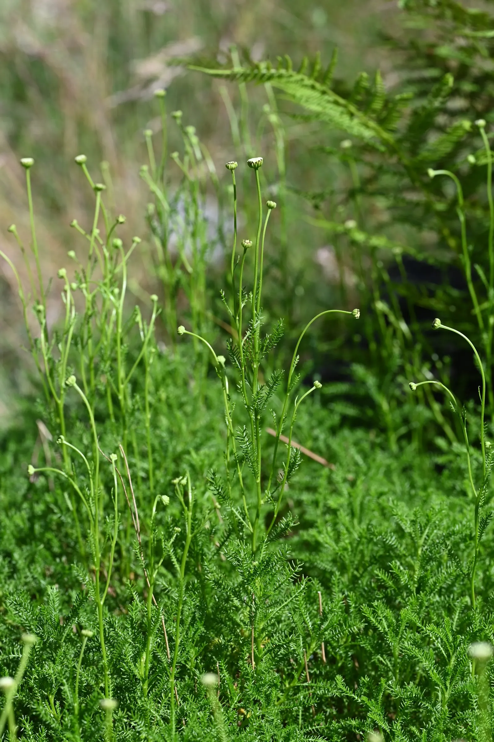 Yellow Lavender Cotton (Santolina Pinnata) — This Mediterranean native possesses fine