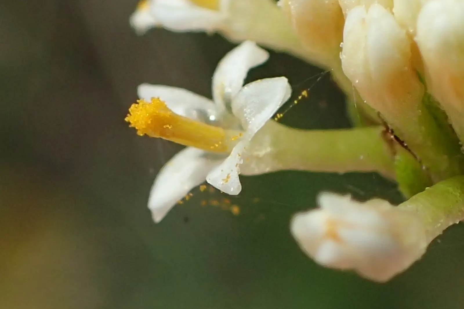 Yellow Lavender Cotton (Santolina Pinnata) — Santolina pinnata boasts an abundance of button-like
