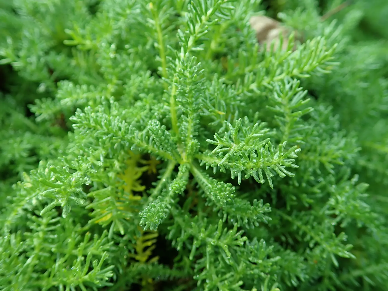 Yellow Lavender Cotton (Santolina Pinnata) — as it thrives in drier conditions and is drought-tolerant once established