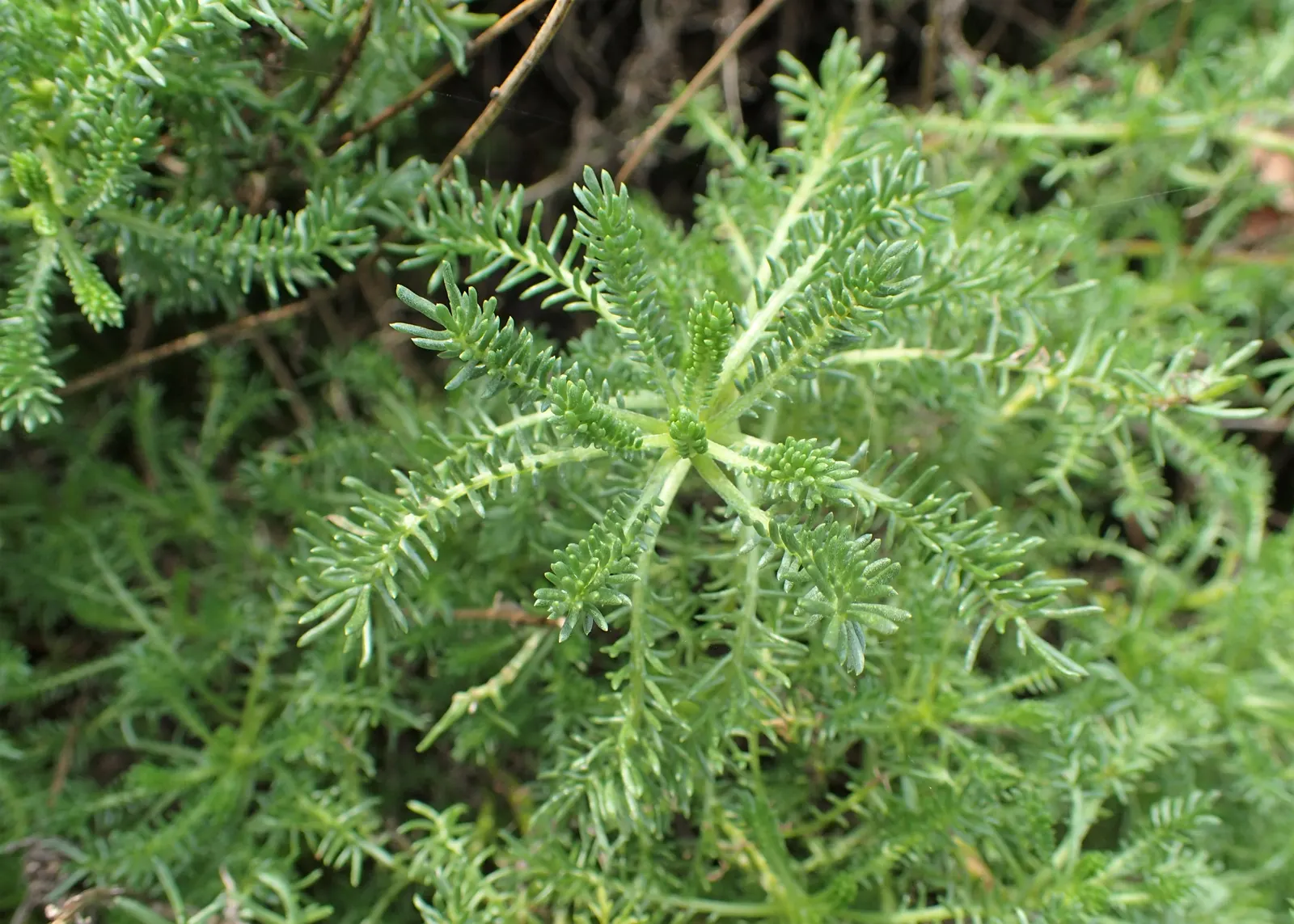 Yellow Lavender Cotton (Santolina Pinnata) — bright yellow flowers perched atop slender stems