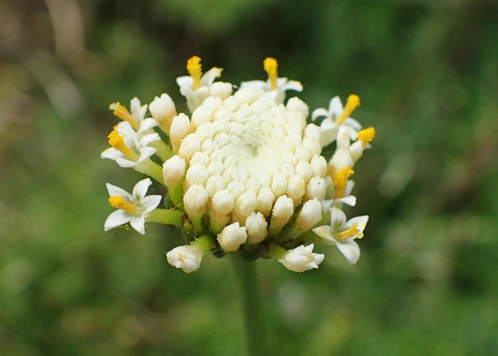 Yellow Lavender Cotton (Santolina Pinnata) — reminiscent of lavender and contributing to its common name