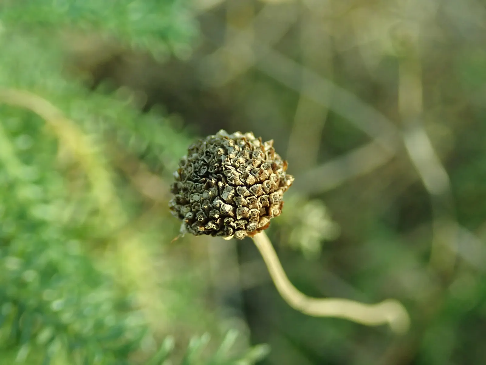 Yellow Lavender Cotton (Santolina Pinnata) — scientifically known as Santolina pinnata