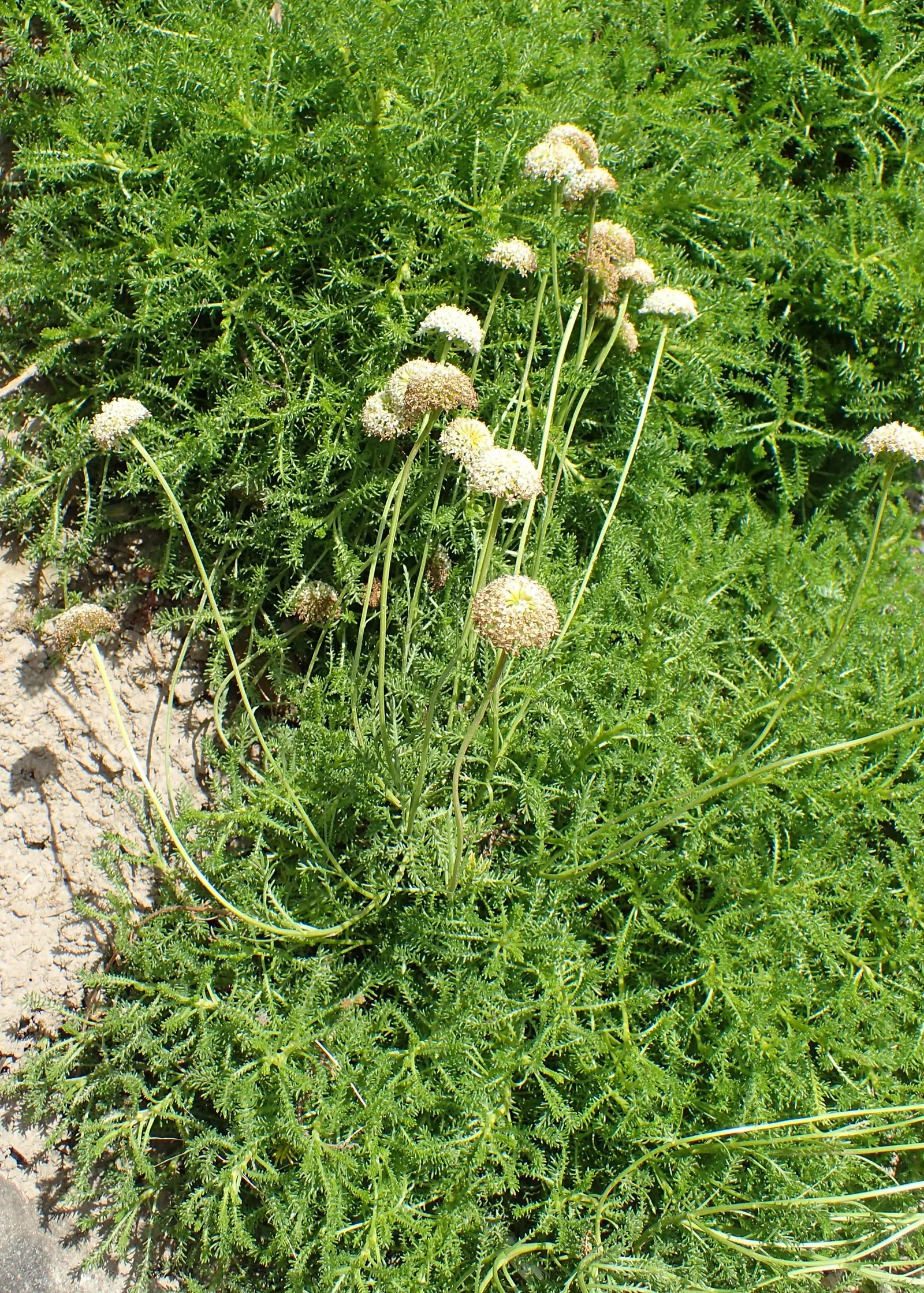 Yellow Lavender Cotton (Santolina Pinnata) — It typically reaches a mature height of 18 to 24 inches and spreads about 18 to 24 inches wide