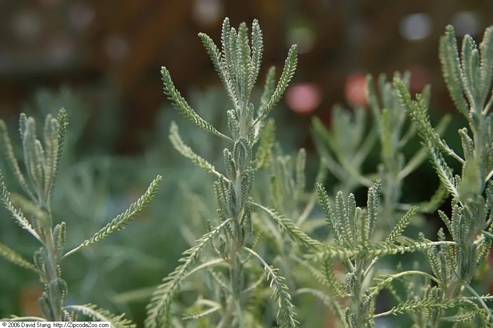 Yellow Lavender Cotton (Santolina Pinnata) — feathery leaves that are a striking silver-green hue