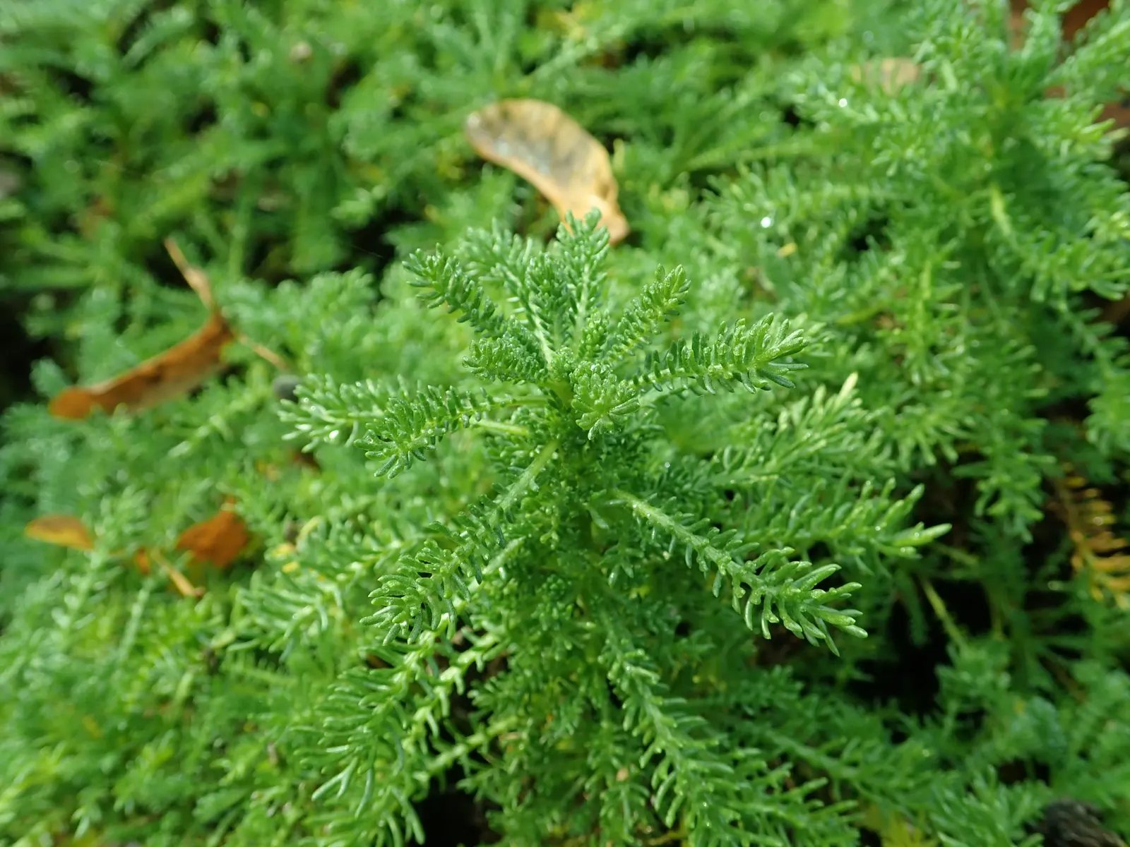 Yellow Lavender Cotton (Santolina Pinnata) — consider its preference for full sunlight and well-drained soil