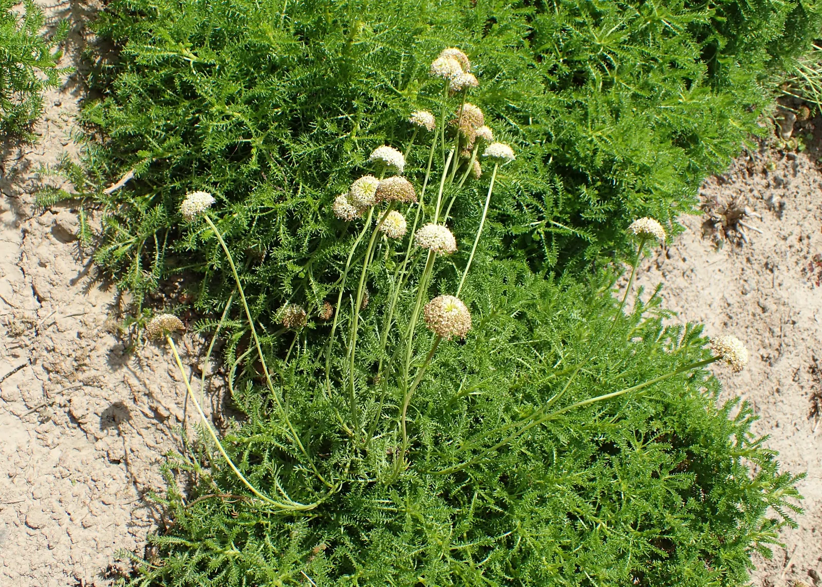 Yellow Lavender Cotton (Santolina Pinnata) — providing a striking contrast against silvery-green leaves