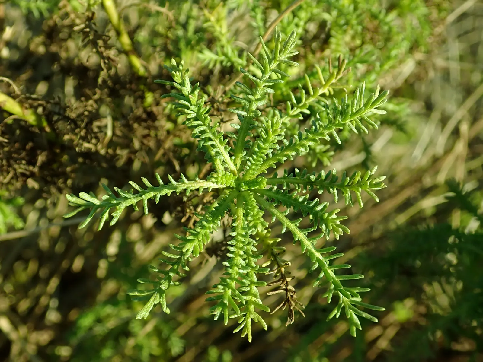 Yellow Lavender Cotton (Santolina Pinnata) — Yellow Lavender Cotton (Santolina pinnata) offers evergreen