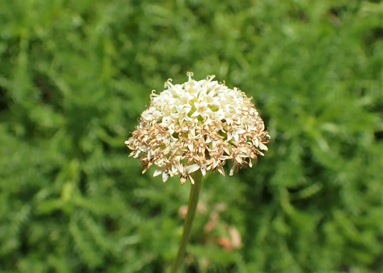 Yellow Lavender Cotton (Santolina Pinnata) — button-like flowers bloom atop slender stems in summer