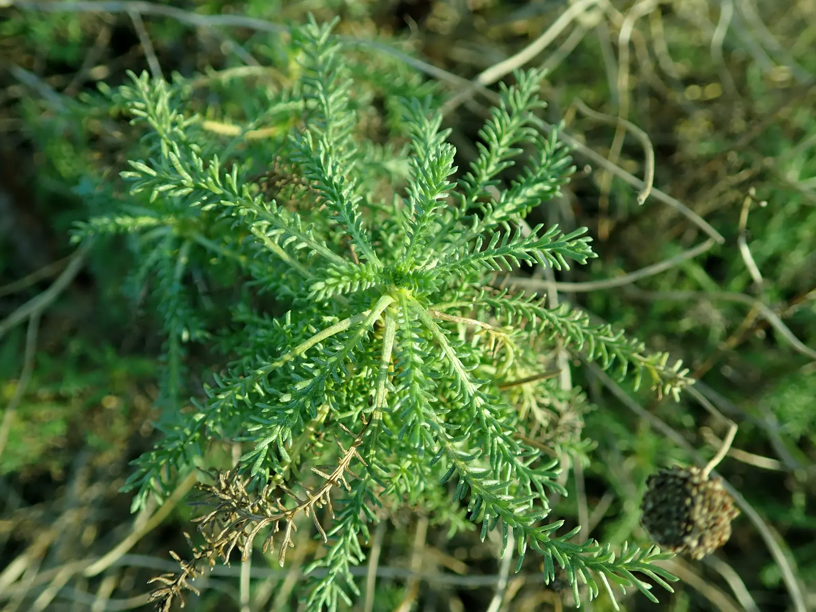 Yellow Lavender Cotton (Santolina Pinnata) — here is a description of the plant:<br><br>The Yellow Lavender Cotton