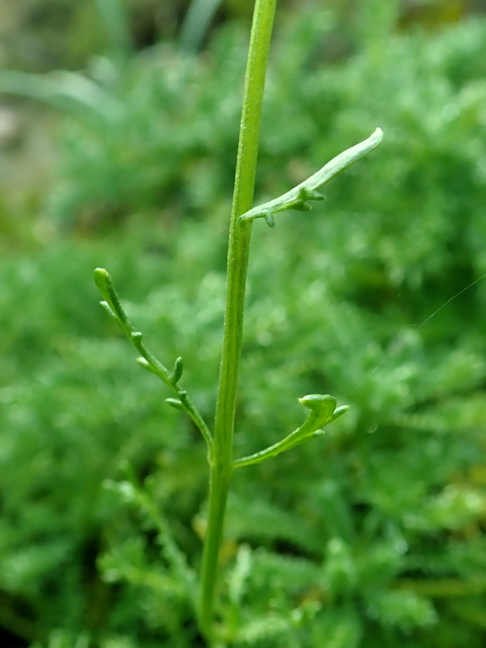 Yellow Lavender Cotton (Santolina Pinnata) — making it an excellent choice for rock gardens