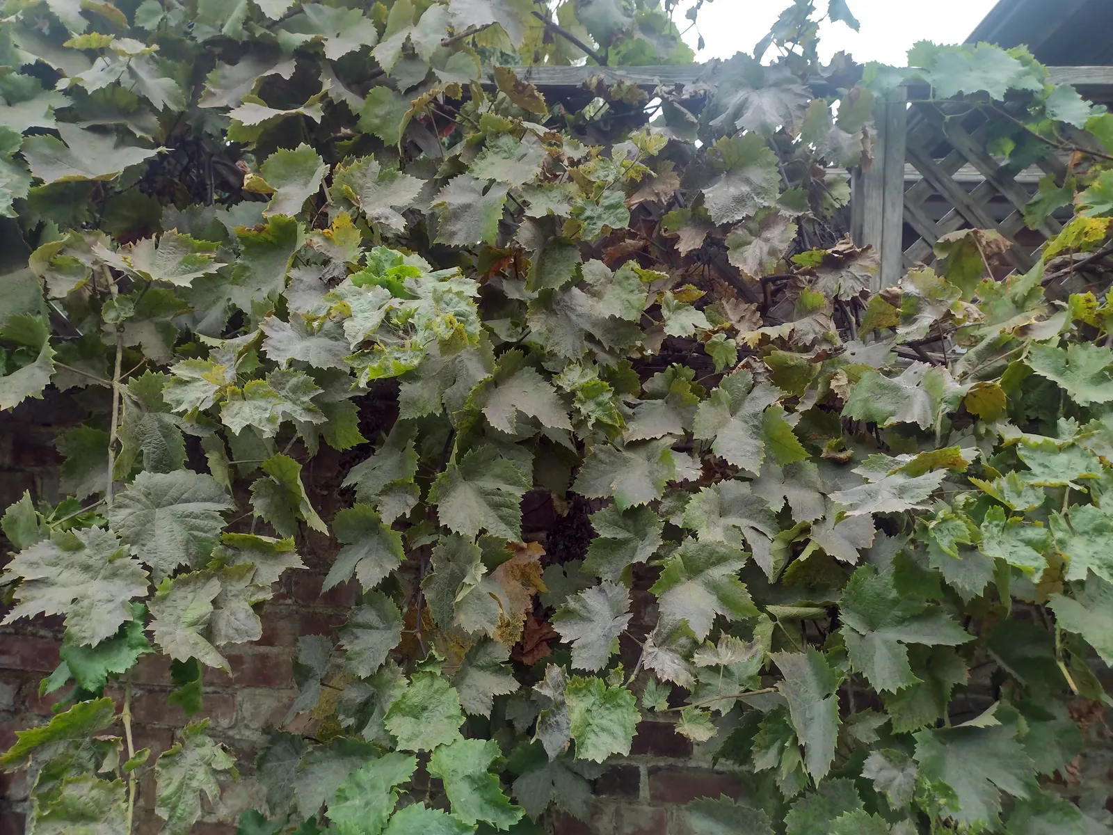 California Wild Grape (Vitis Californica) — A robust and versatile plant