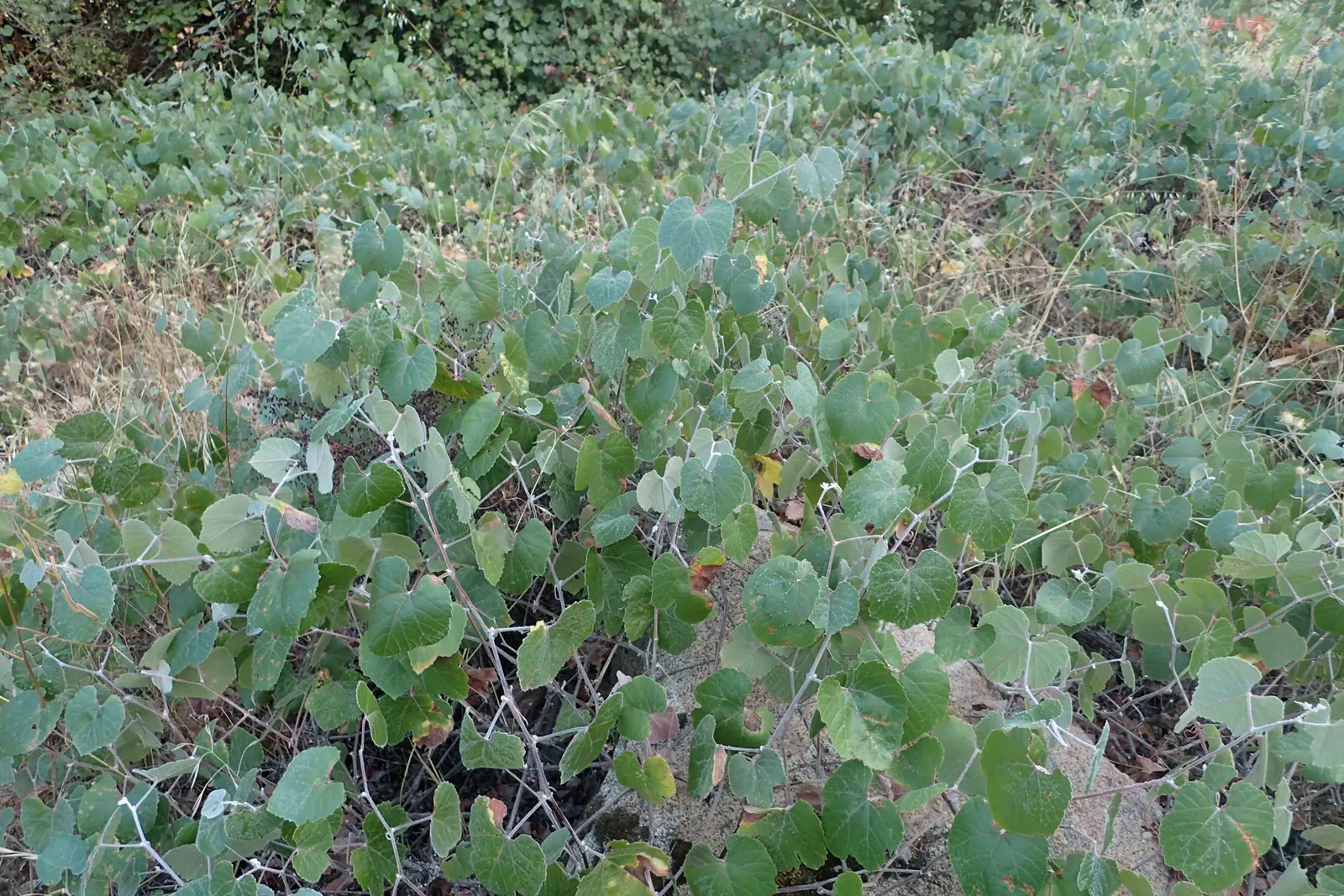 California Wild Grape (Vitis Californica) — is a deciduous vine indigenous to the Golden State