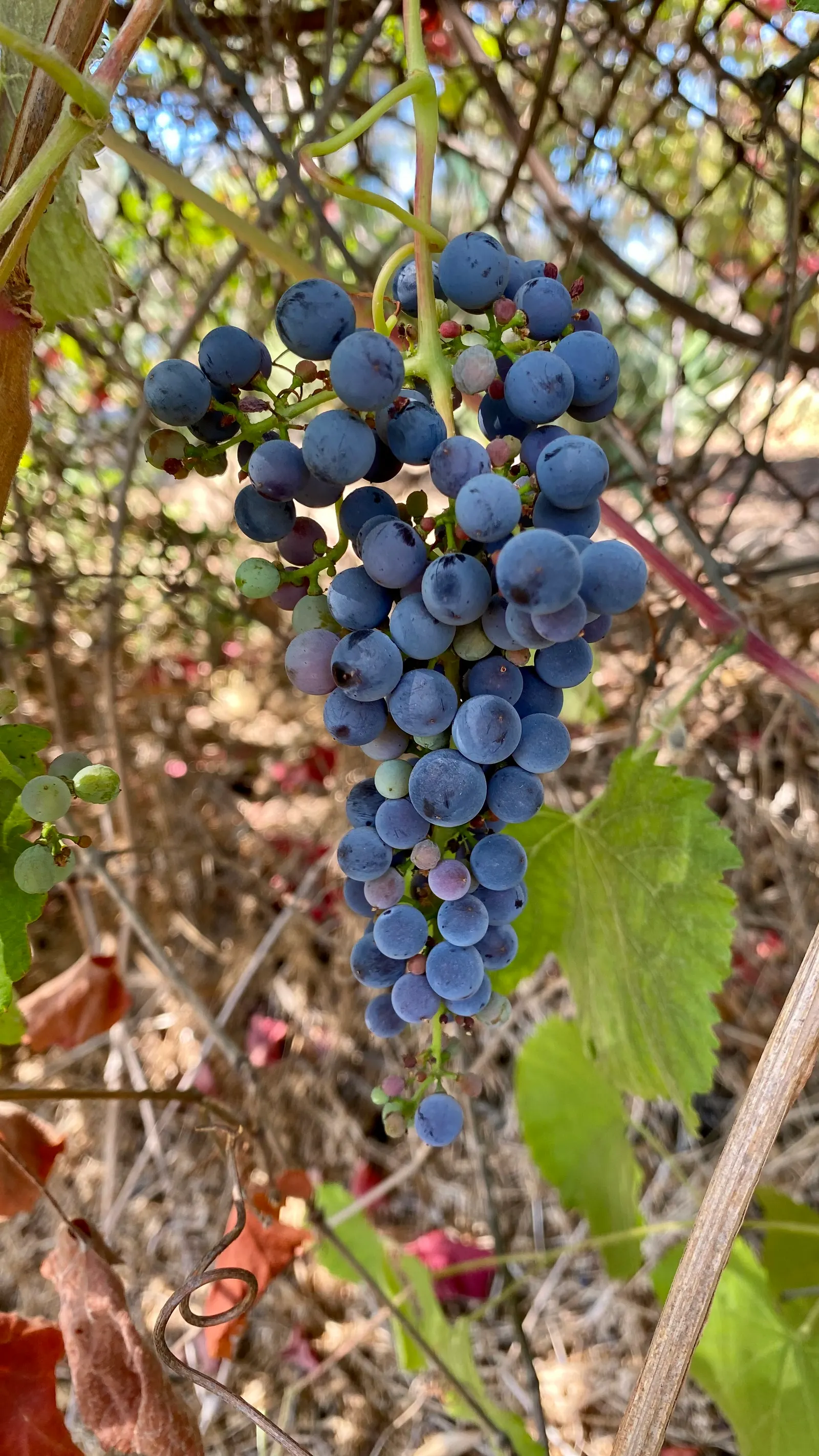 California Wild Grape (Vitis Californica) — thriving across its varied climates from the moist valleys to the sunny foothills