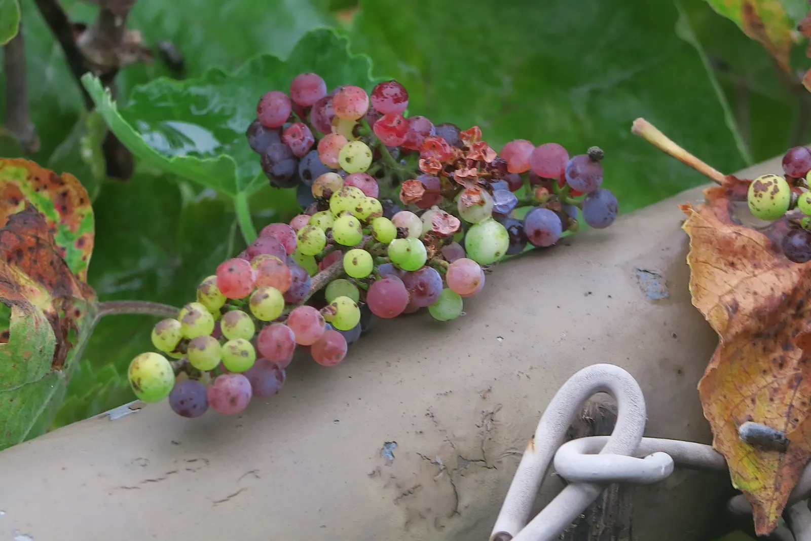 California Wild Grape (Vitis Californica) — It offers excellent cover for arbors and fences, and attracts birds and pollinators to the landscape