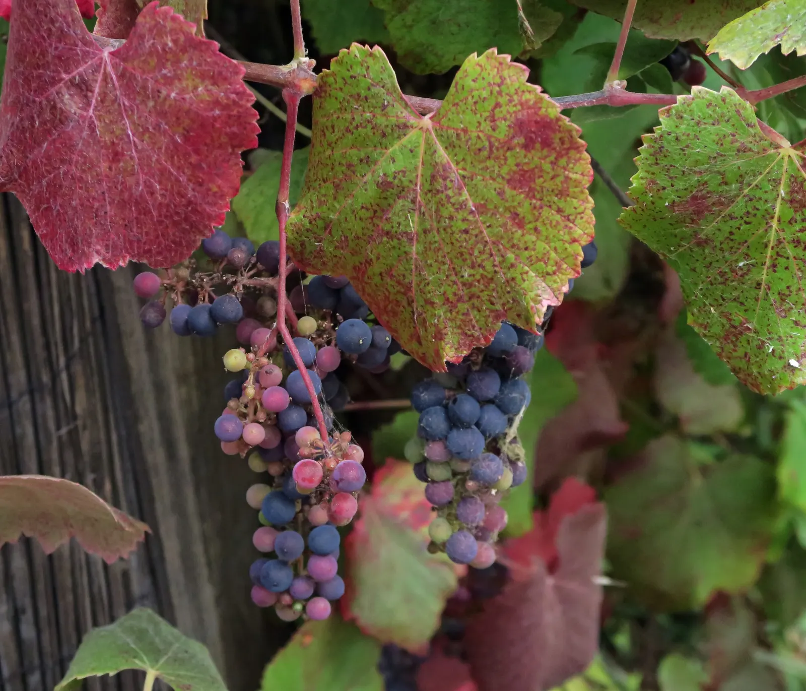California Wild Grape (Vitis Californica) — scientifically named Vitis californica