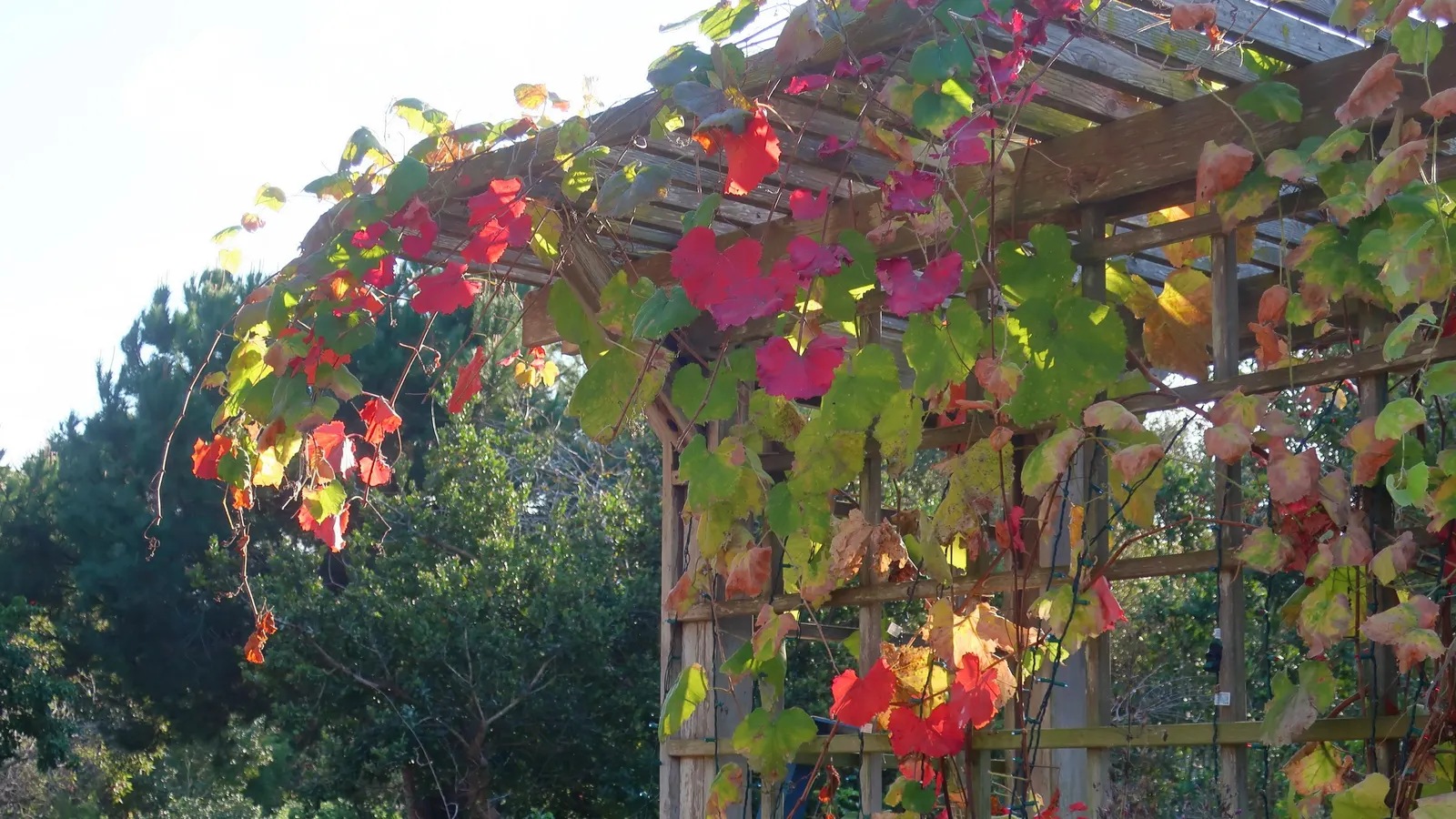 California Wild Grape (Vitis Californica) — This hardy species thrives in USDA zones 7-10