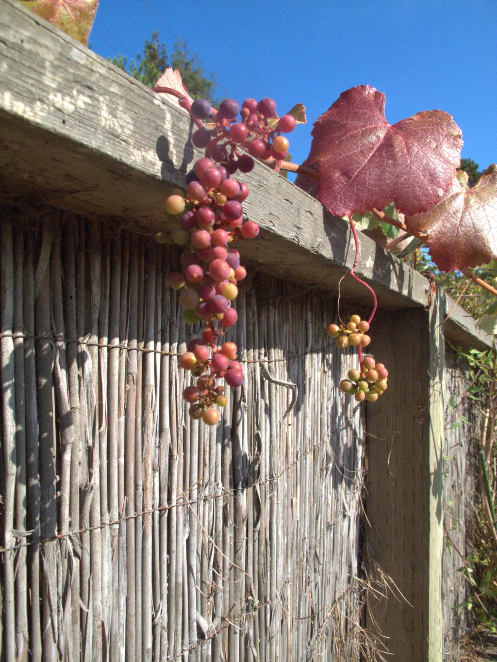 California Wild Grape (Vitis Californica) — and prefers full sun to partial shade