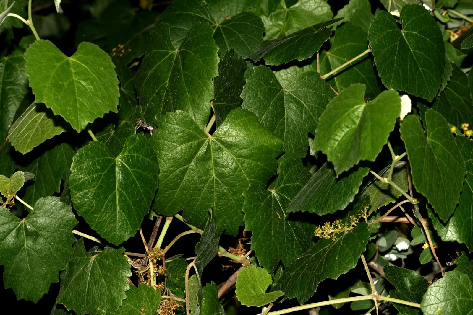 California Wild Grape (Vitis Californica) — can reach lengths of 30 feet