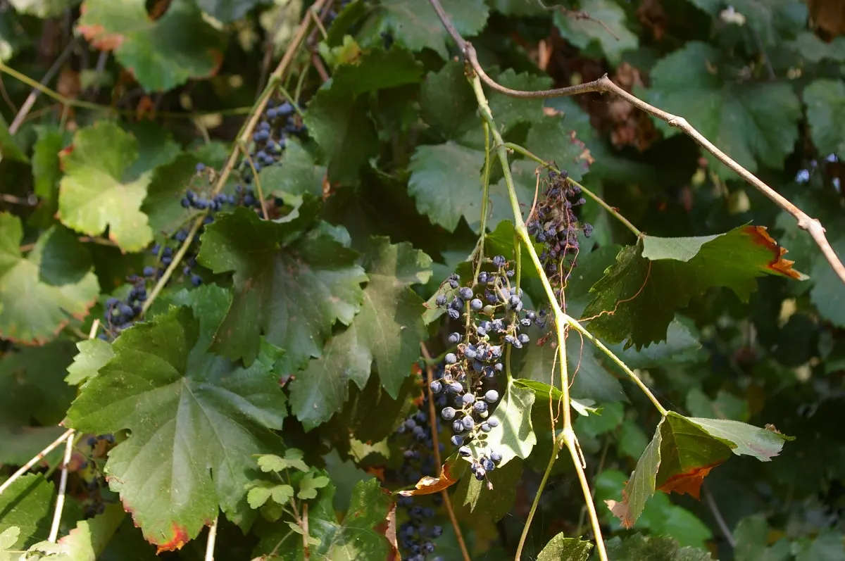 California Wild Grape (Vitis Californica) — Vitis californica, commonly known as California Wild Grape, is a deciduous vine native to California