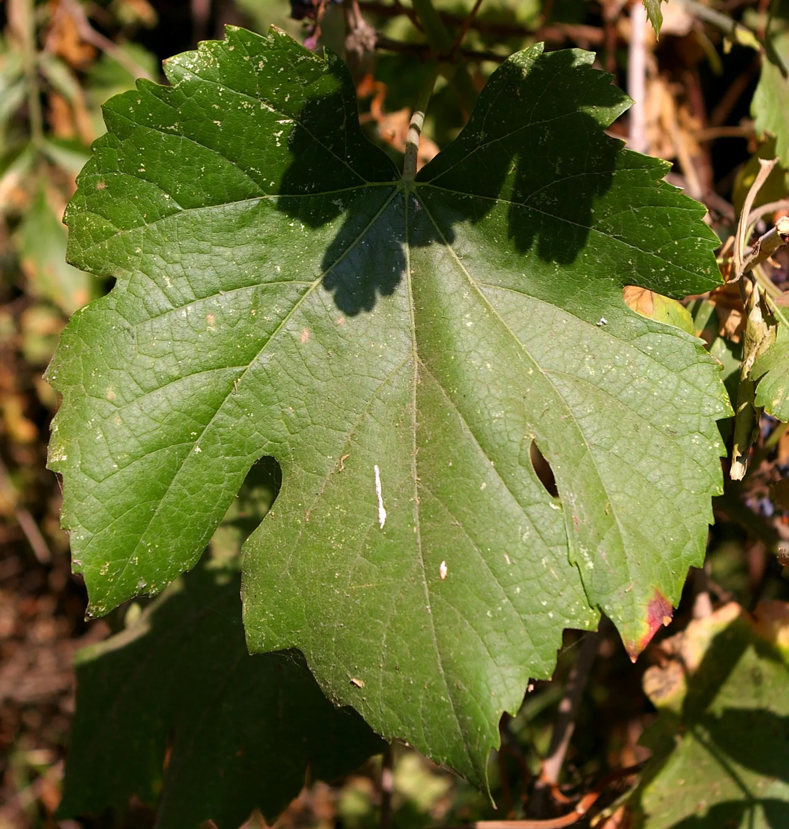 California Wild Grape (Vitis Californica) — It features lush green foliage