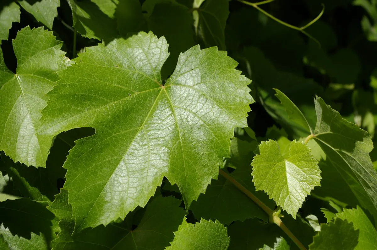 California Wild Grape (Vitis Californica) — with leaves up to 6 inches across