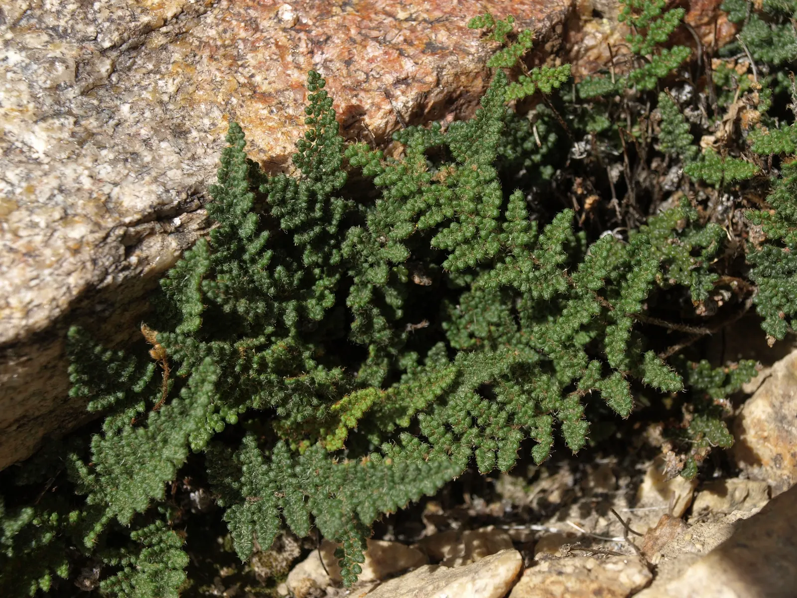 Coville's Lip Fern (Myriopteris Covillei) — The fern offers year-round interest
