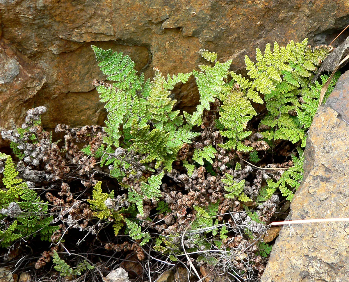 Coville's Lip Fern (Myriopteris Covillei) — Mimicking its natural habitat