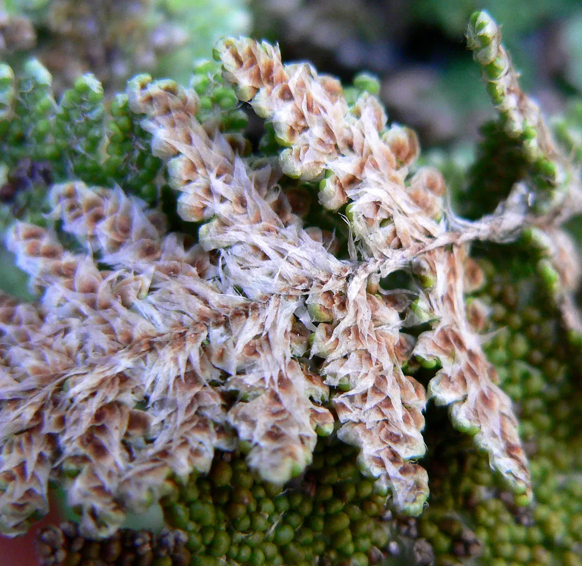 Coville's Lip Fern (Myriopteris Covillei) — Its fine-textured fronds create a stunning contrast against broader-leaved plants