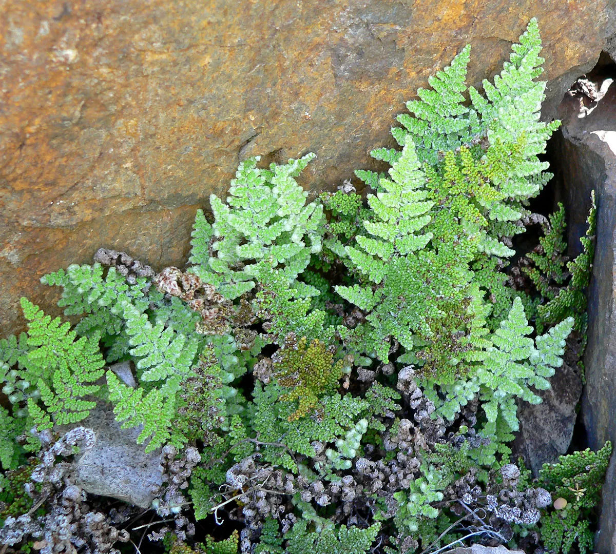Coville's Lip Fern (Myriopteris Covillei) — this fern requires minimal watering and can be an excellent choice for xeriscaping