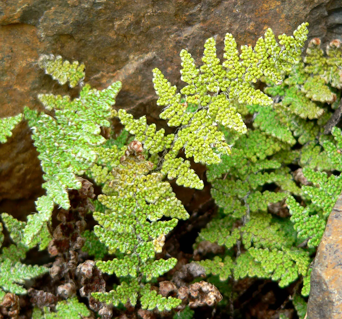 Coville's Lip Fern (Myriopteris Covillei) — consider grouping Myriopteris covillei with other drought-tolerant perennials