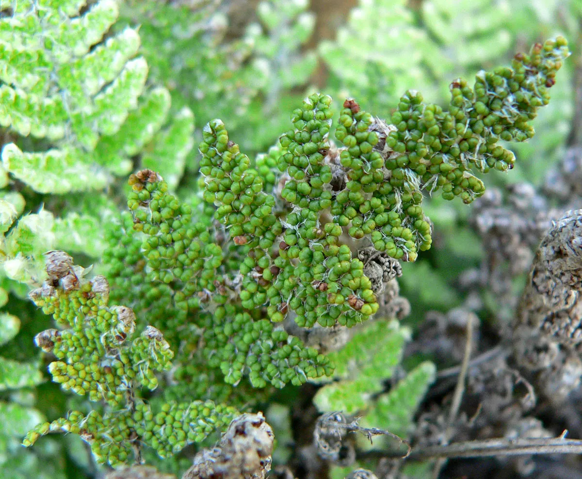 Coville's Lip Fern (Myriopteris Covillei) — pale green to grayish-blue fronds