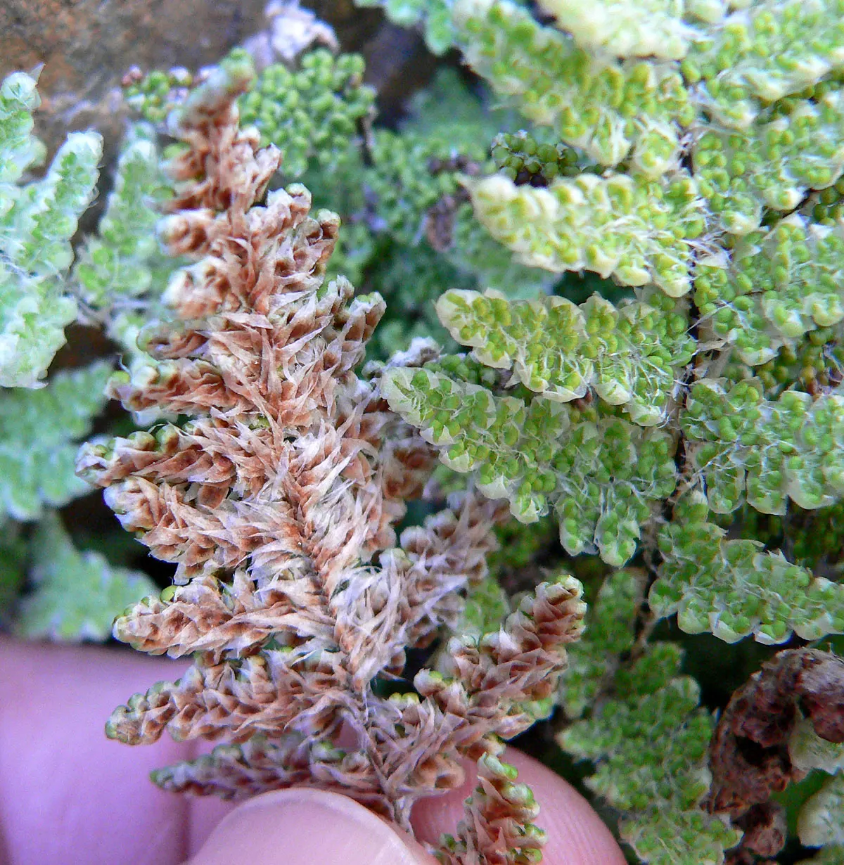 Coville's Lip Fern (Myriopteris Covillei) — ideal for rock gardens or shaded areas