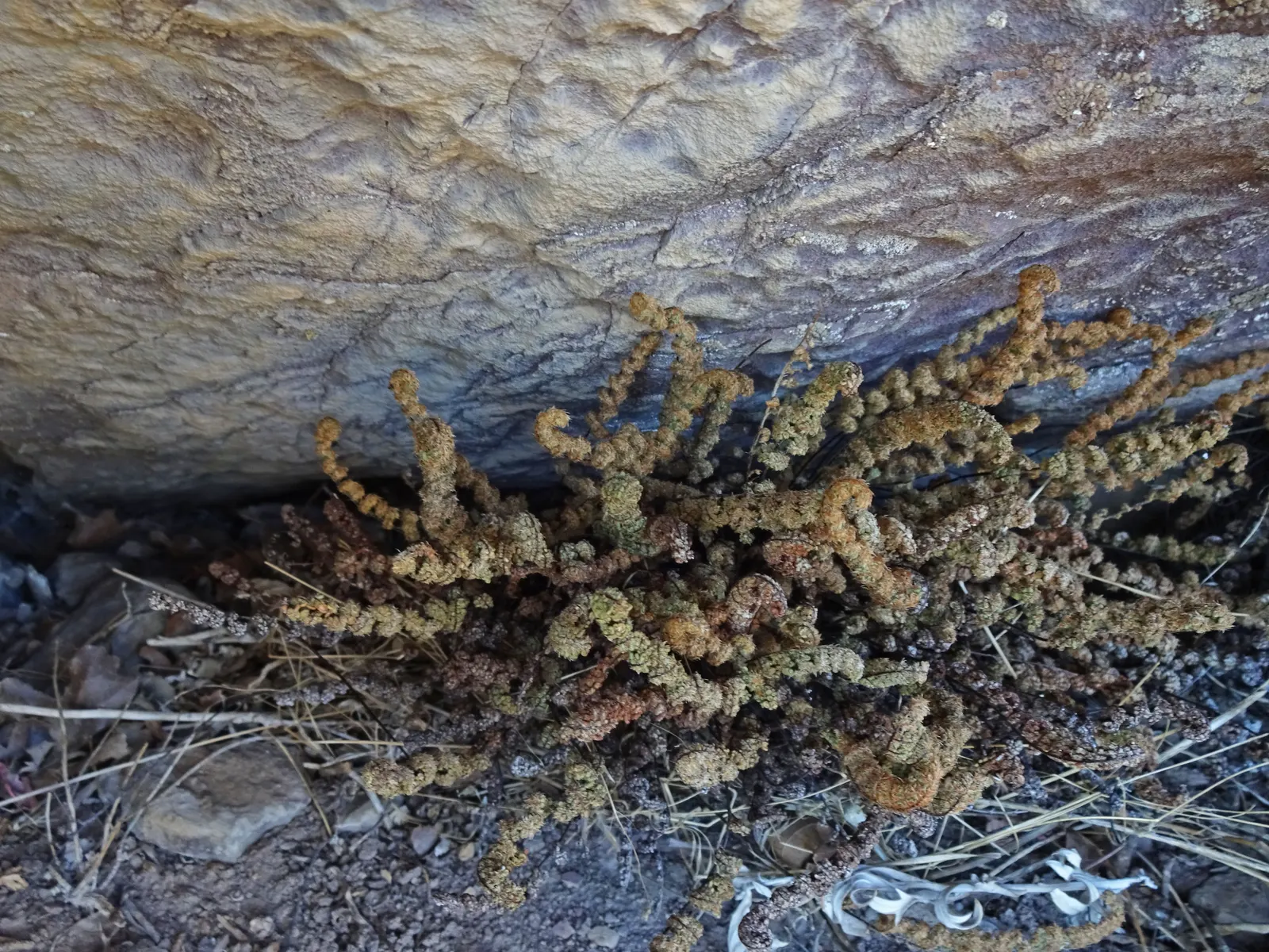 Coville's Lip Fern (Myriopteris Covillei) — It demands low maintenance