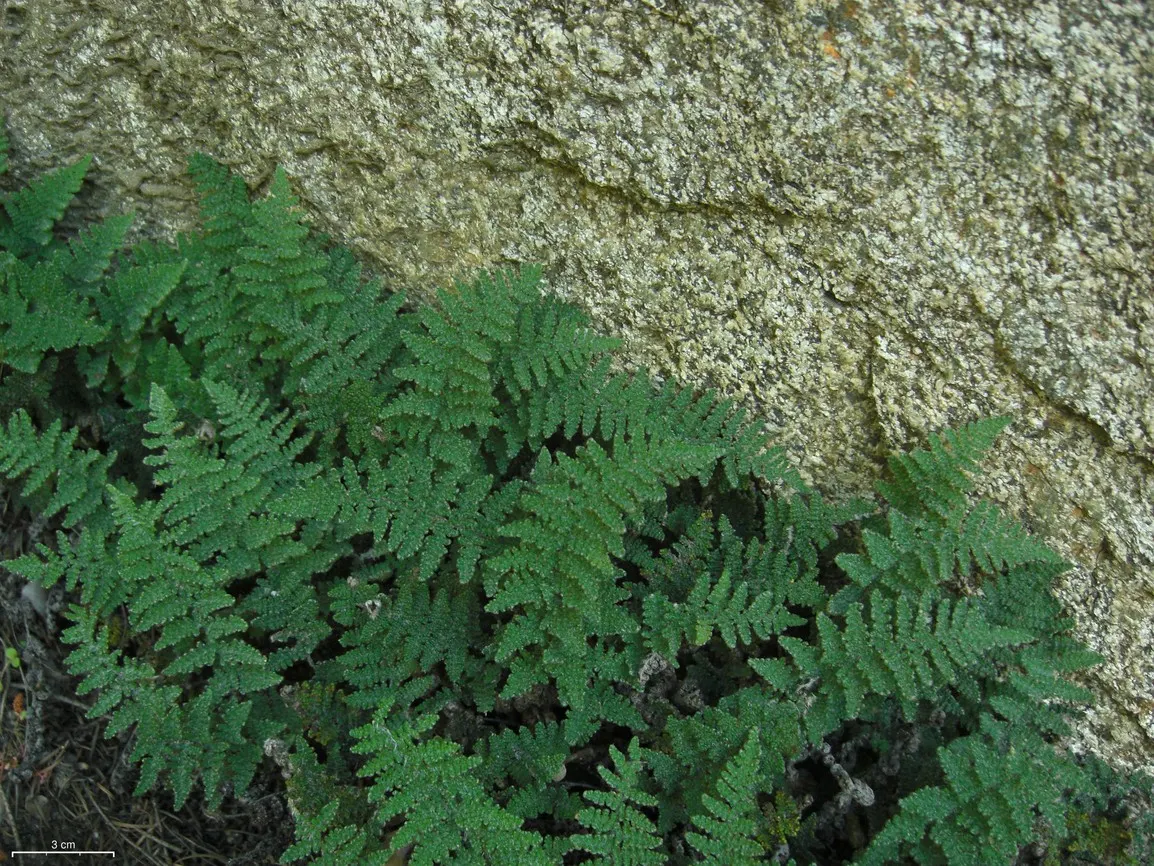 Coville's Lip Fern (Myriopteris Covillei) — it thrives in well-drained soil with light to full shade