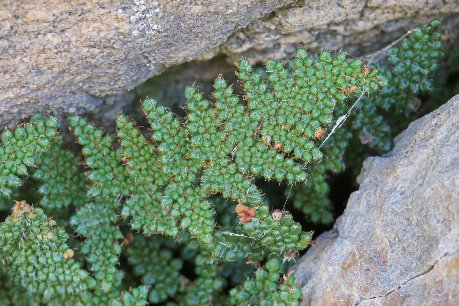 Coville's Lip Fern (Myriopteris Covillei) — requiring minimal water once established