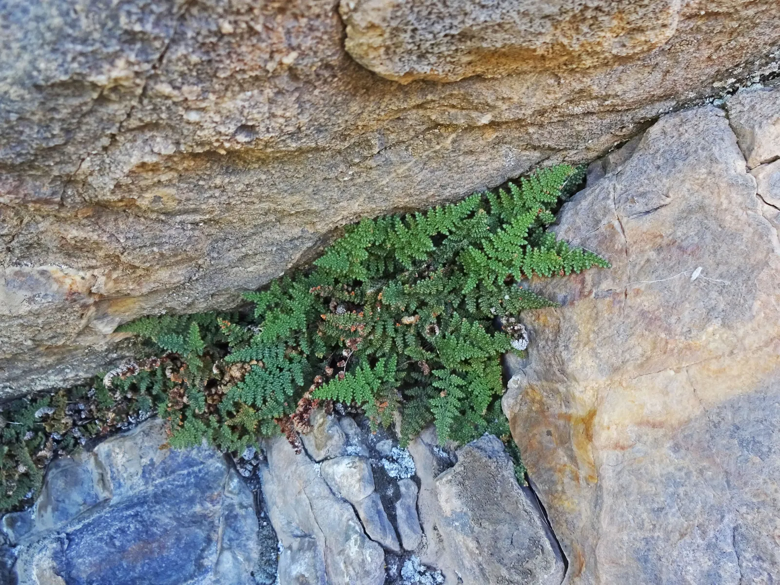 Coville's Lip Fern (Myriopteris Covillei) — thrives in USDA hardiness zones 8 through 10