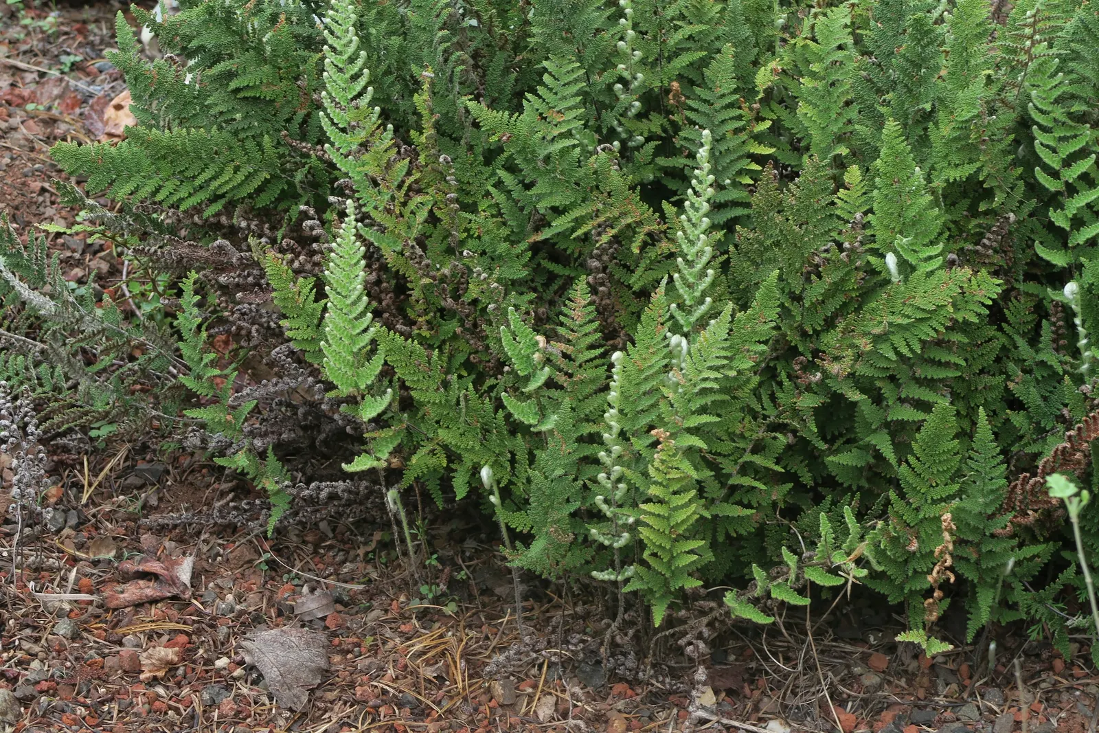 Coville's Lip Fern (Myriopteris Covillei) — a compact and resilient fern native to rocky and arid regions of the Southwestern United States