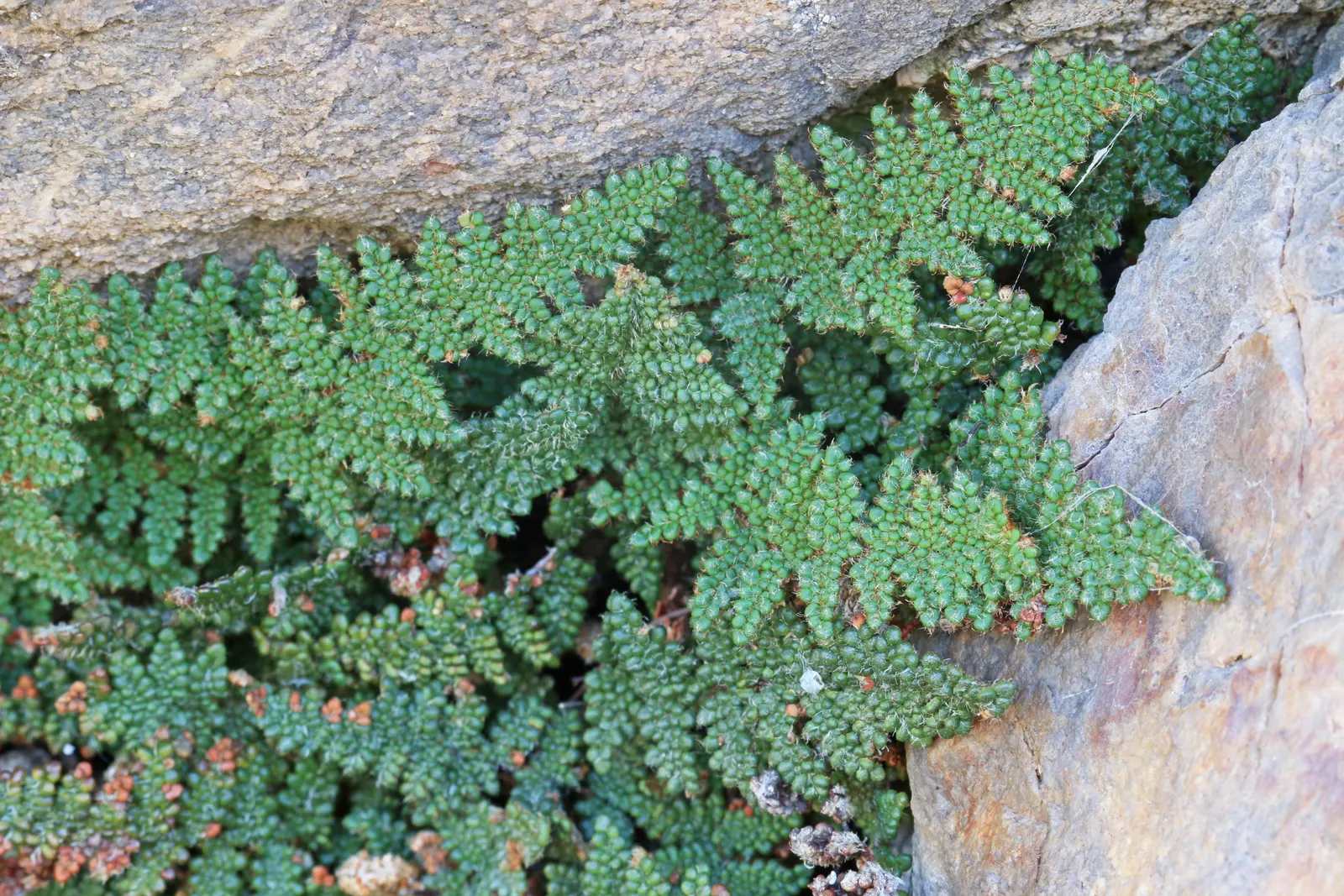 Coville's Lip Fern (Myriopteris Covillei) — the fern adds a delicate texture to any garden space