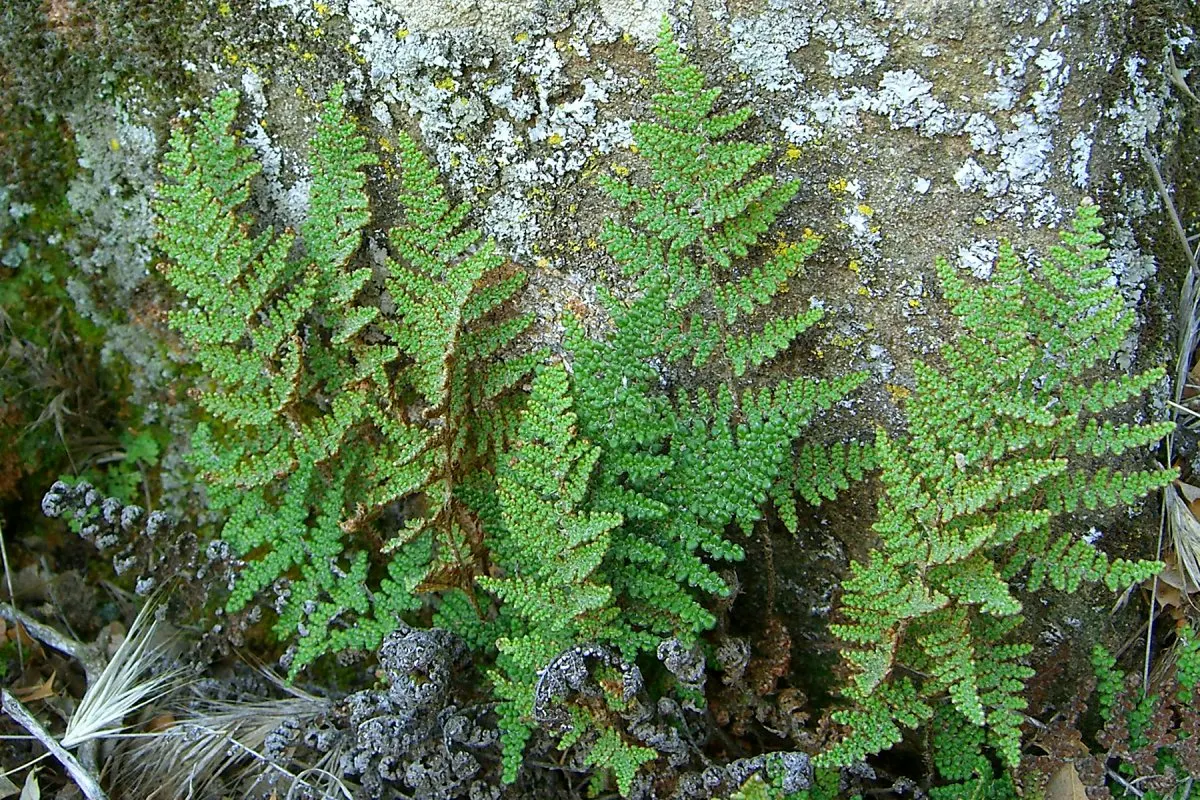 Coville's Lip Fern (Myriopteris Covillei) — Its fronds reach up to 10 inches in length, displaying a bluish-green hue with a delicate texture