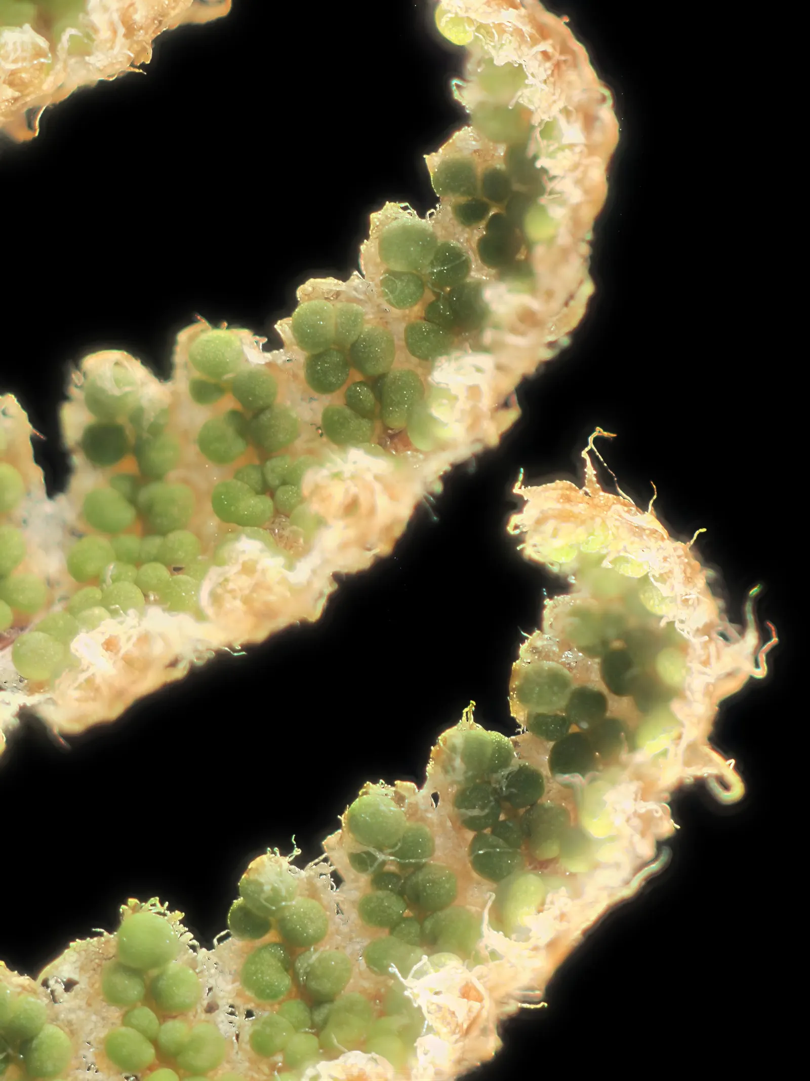Coville's Lip Fern (Myriopteris Covillei) — bringing life to shaded and dry areas of the garden
